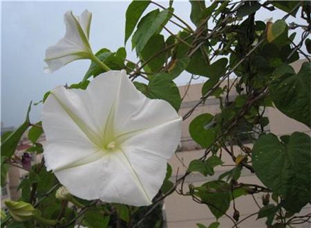 月光花的简单介绍