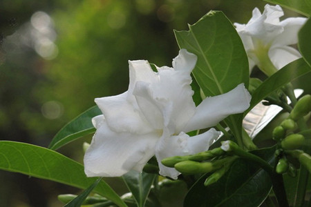 狗牙花如何扦插