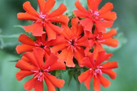 剪秋罗是什么样的植物