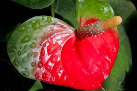 红掌在室内怎么养