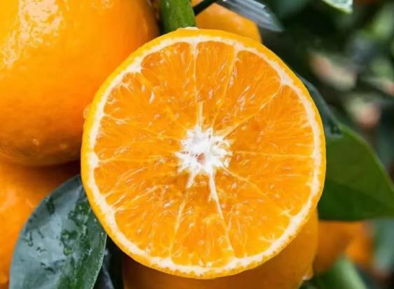 沃柑和沙糖桔营养有什么区别