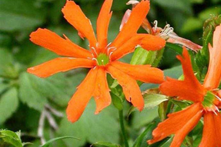 剪秋罗是什么样的植物