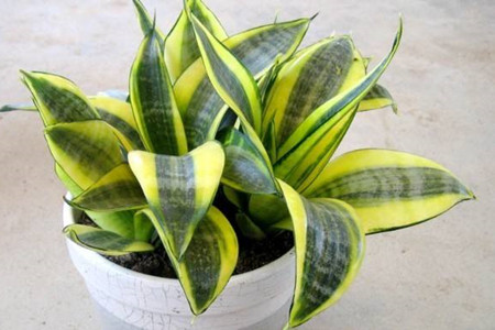 虎皮兰有毒吗能放卧室养吗