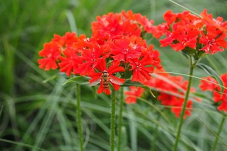 剪秋罗是什么样的植物