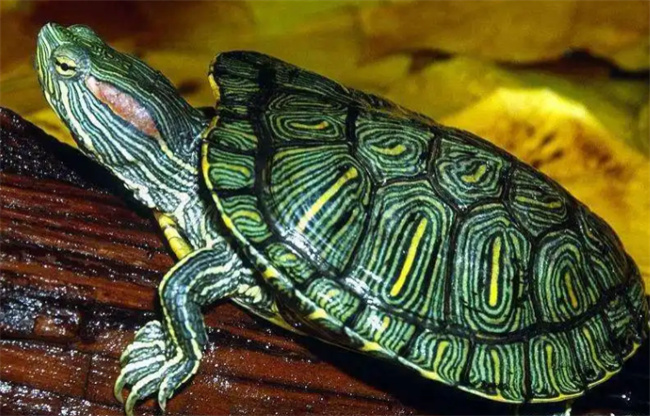 小巴西龟的饲养方法和注意事项