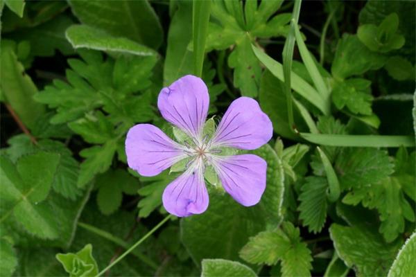 老鹳草的养殖方法和注意事项(老鹳草的功效与作用及食用方法)
