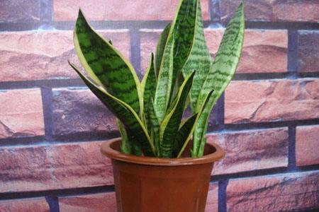 虎皮兰有毒吗能放卧室养吗