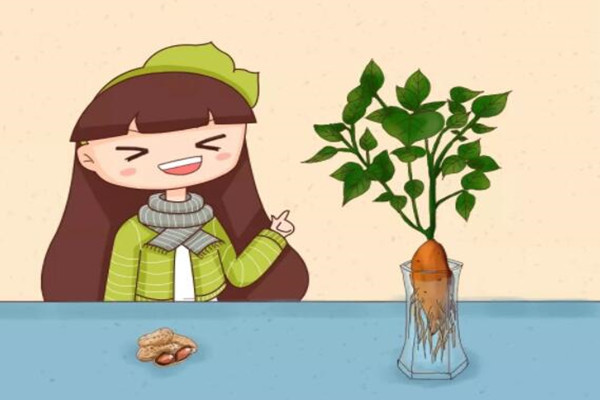 玉米棒子插水里7天长成小盆栽邻居看了都惊奇！(玉米棒子饱满施什么肥)