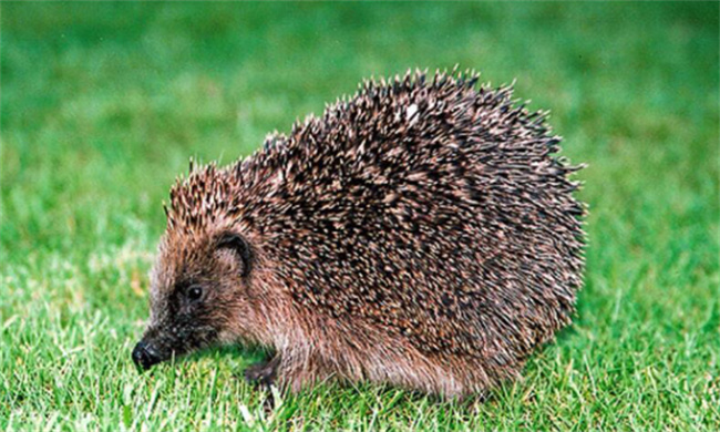 狐狸是草食动物肉食动物还是杂食动物