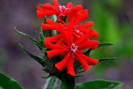 剪秋罗是什么样的植物