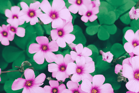 五瓣梅适宜在室内养吗