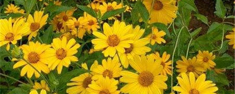 日光菊的养殖方法和注意事项(日光菊的功效与作用)