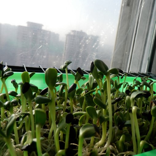 阳台种菜怎么长得快