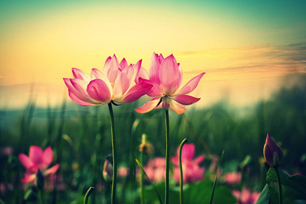 荷花的传说(荷花的传说故事10字)