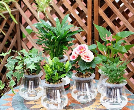 水培植物冬天怎么保温