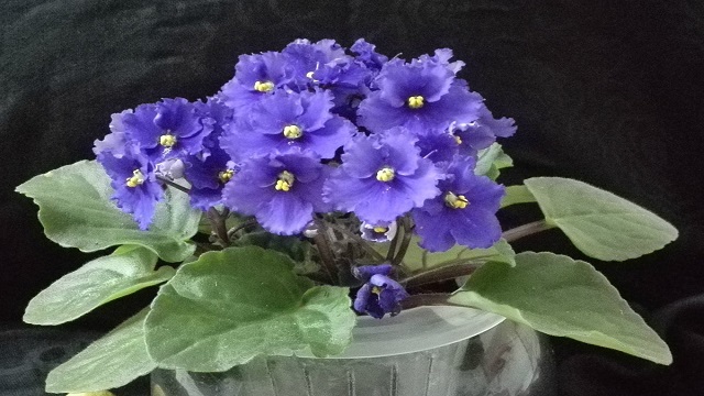 紫罗兰怎么水养(紫罗兰怎么水养才能开花)