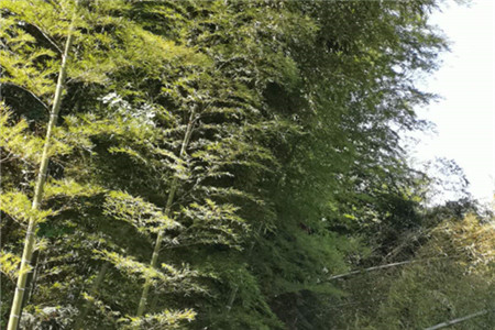 楠竹和毛竹有什么不同