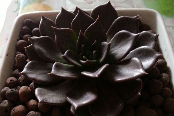 黑王子图片欣赏(黑王子长什么样)