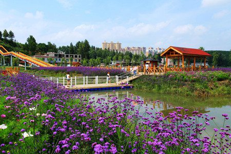 薰衣草精油的功效与作用