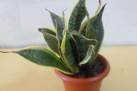 虎皮兰有毒吗能放卧室养吗