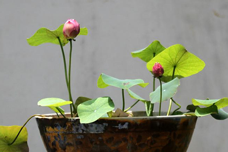 院子种荷花风水位置