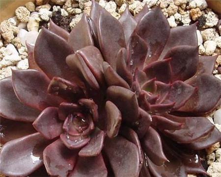 黑王子长什么样