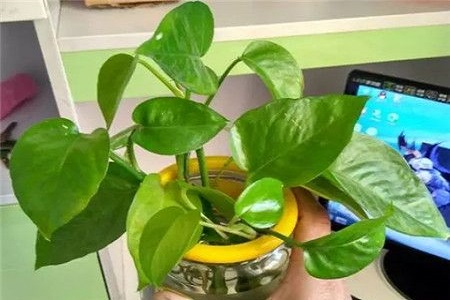 紫罗兰怎么水养才能开花