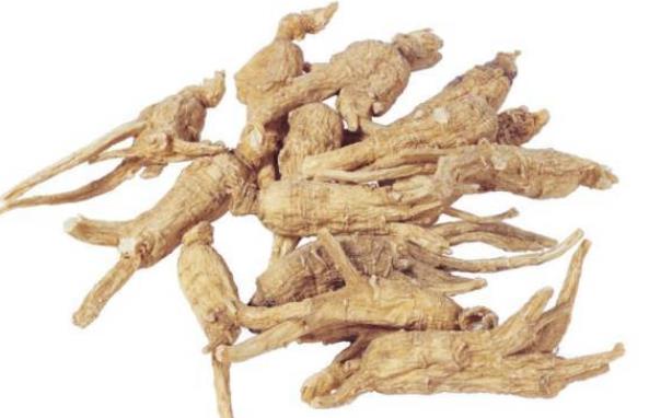 新鲜当归和干当归哪个效果好如何选购当归(新鲜当归好还是晒干好)