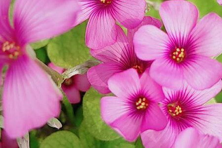 车轴草的功效与作用可以吃吗 车轴草和苜蓿草的区别