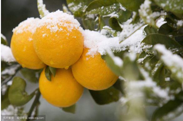 秋冬季养花什么比较好