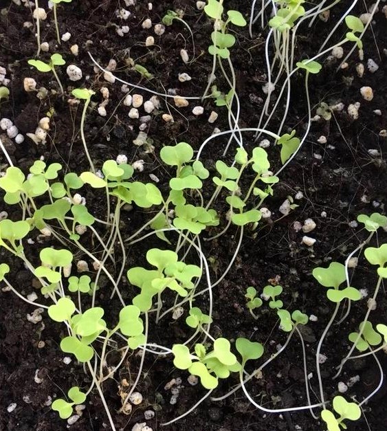 阳台种菜怎么长得快