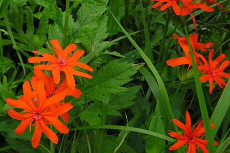 剪秋罗是什么样的植物