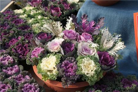 羽衣甘蓝可以扦插吗视频