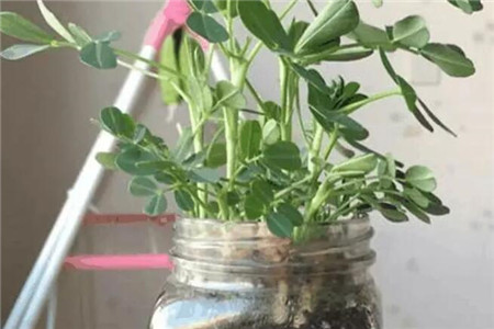 玉米棒子饱满施什么肥