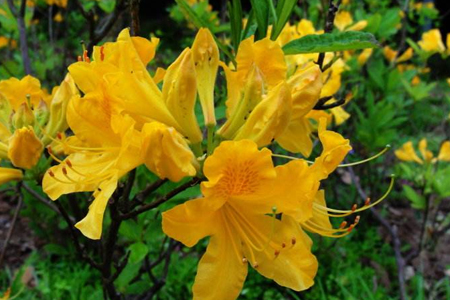 羊踯躅功效与作用