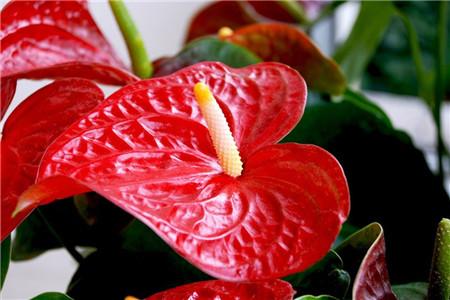 红掌怎么养才能长得好可以放在卧室吗(红掌在室内怎么养)