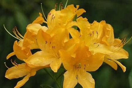 羊踯躅功效与作用