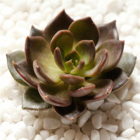 黑王子长什么样