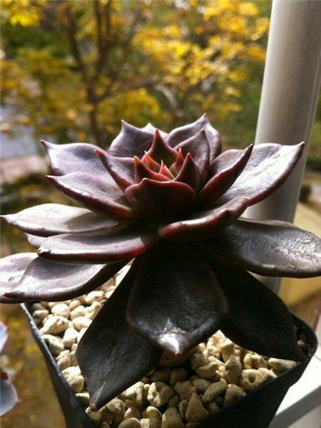 黑王子长什么样