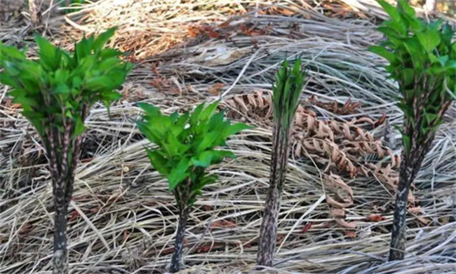 ​蒟蒻是什么蒟蒻是什么东西做的(蒟蒻怎么读跟果冻有什么区别)