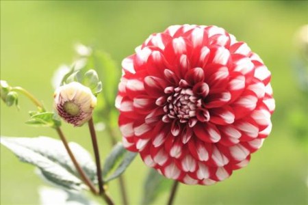 大丽花种球种植时间和方法