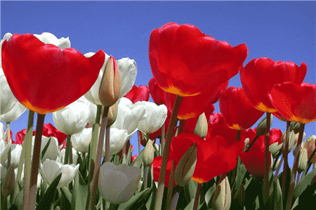 郁金香的养殖方法和注意事项大全