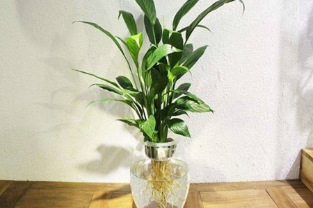 白鹤芋能用水养吗