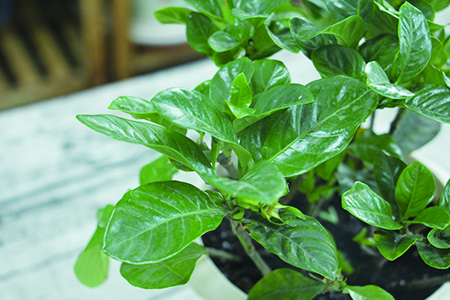 栀子花冬天怎么养家庭养法