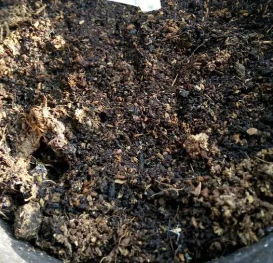 文竹开花结果好吗