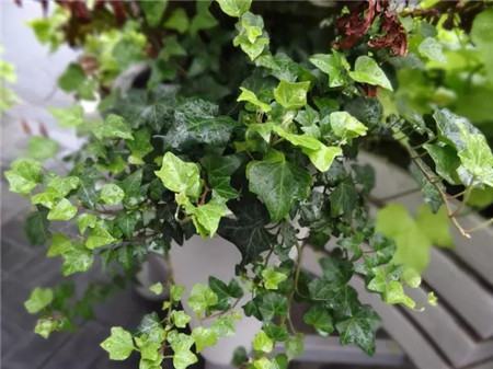 什么花不用施肥在家里可以养