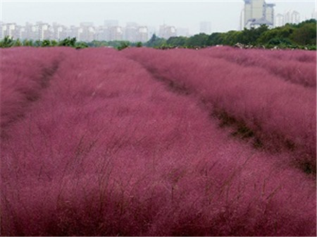 粉黛乱子草观赏期