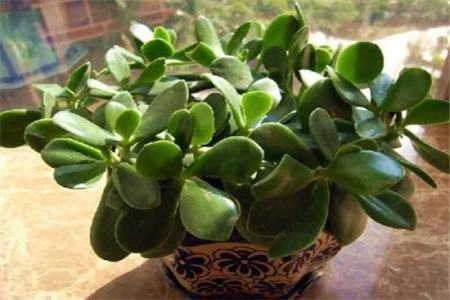 景天树掉叶子是什么原因