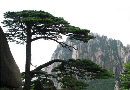 松树的功效与作用(松树的功效与作用及禁忌)