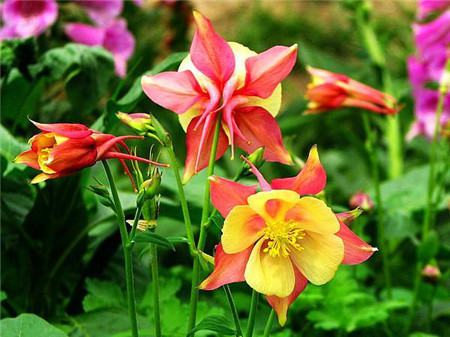 耧斗菜多长时间开花